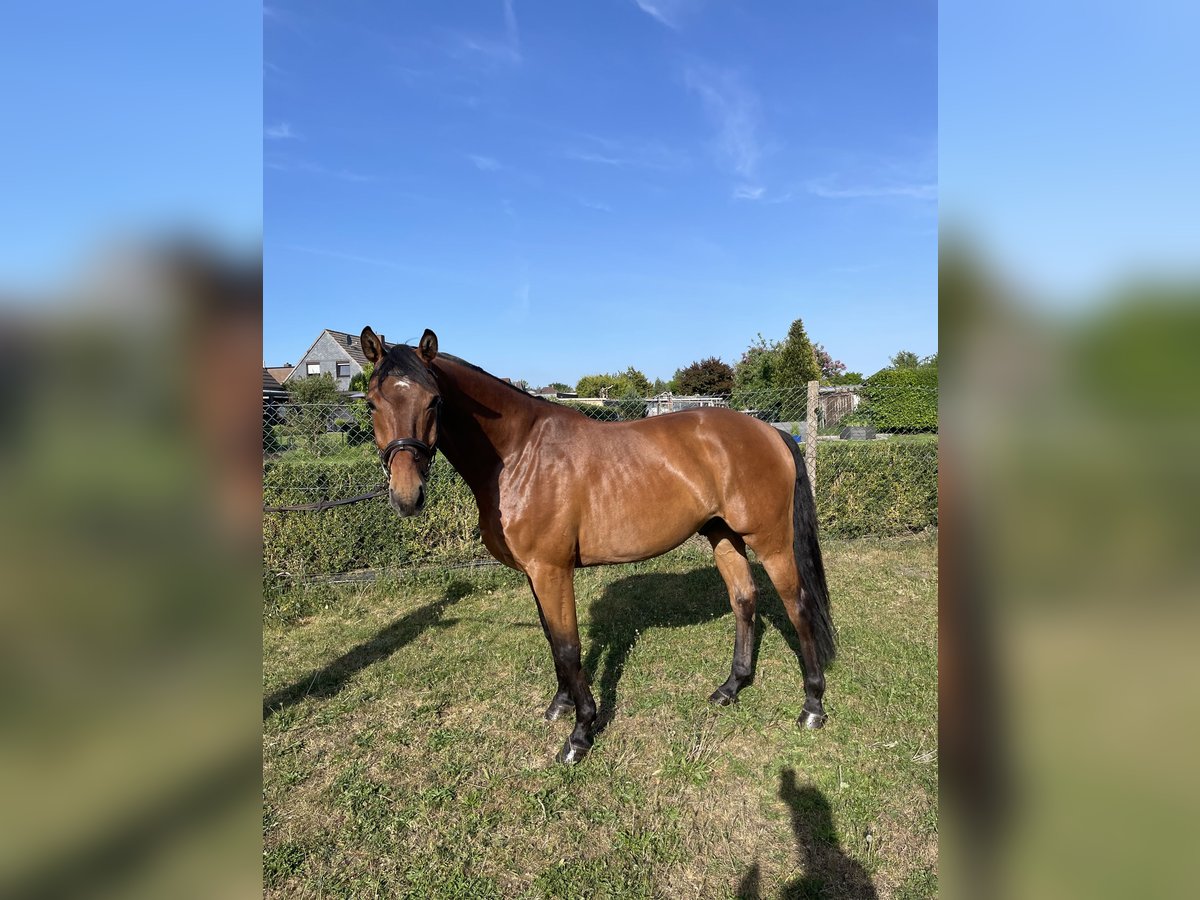 Holstein Gelding 5 years 16 hh Brown in Neumünster