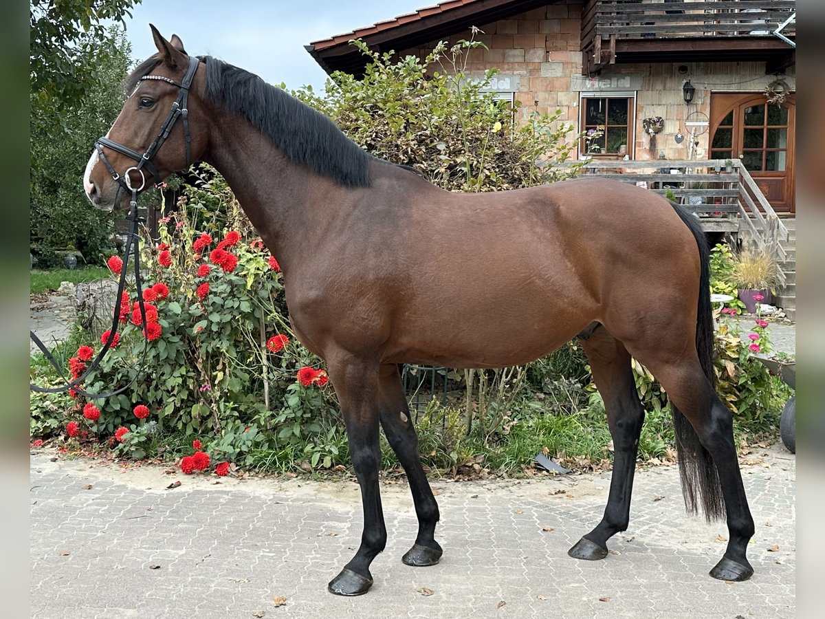 Holstein Gelding 5 years 16 hh Brown in Babenhausen