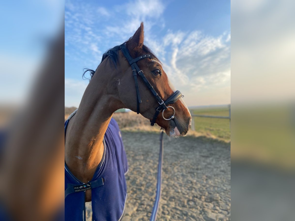 Holstein Gelding 5 years 16 hh Brown in Krumstedt