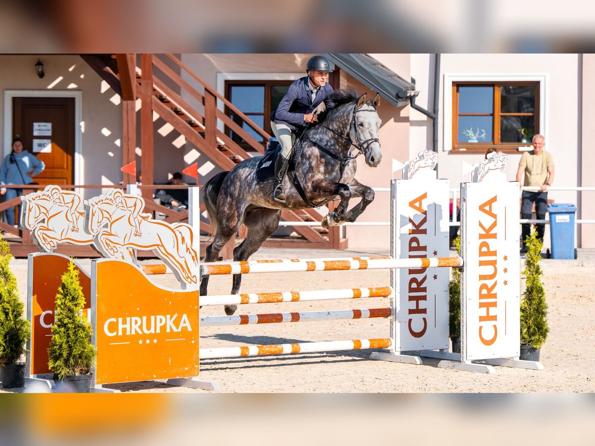 Holstein Gelding 5 years 16,1 hh Grey-Dapple in W&#x105;wa&#x142;