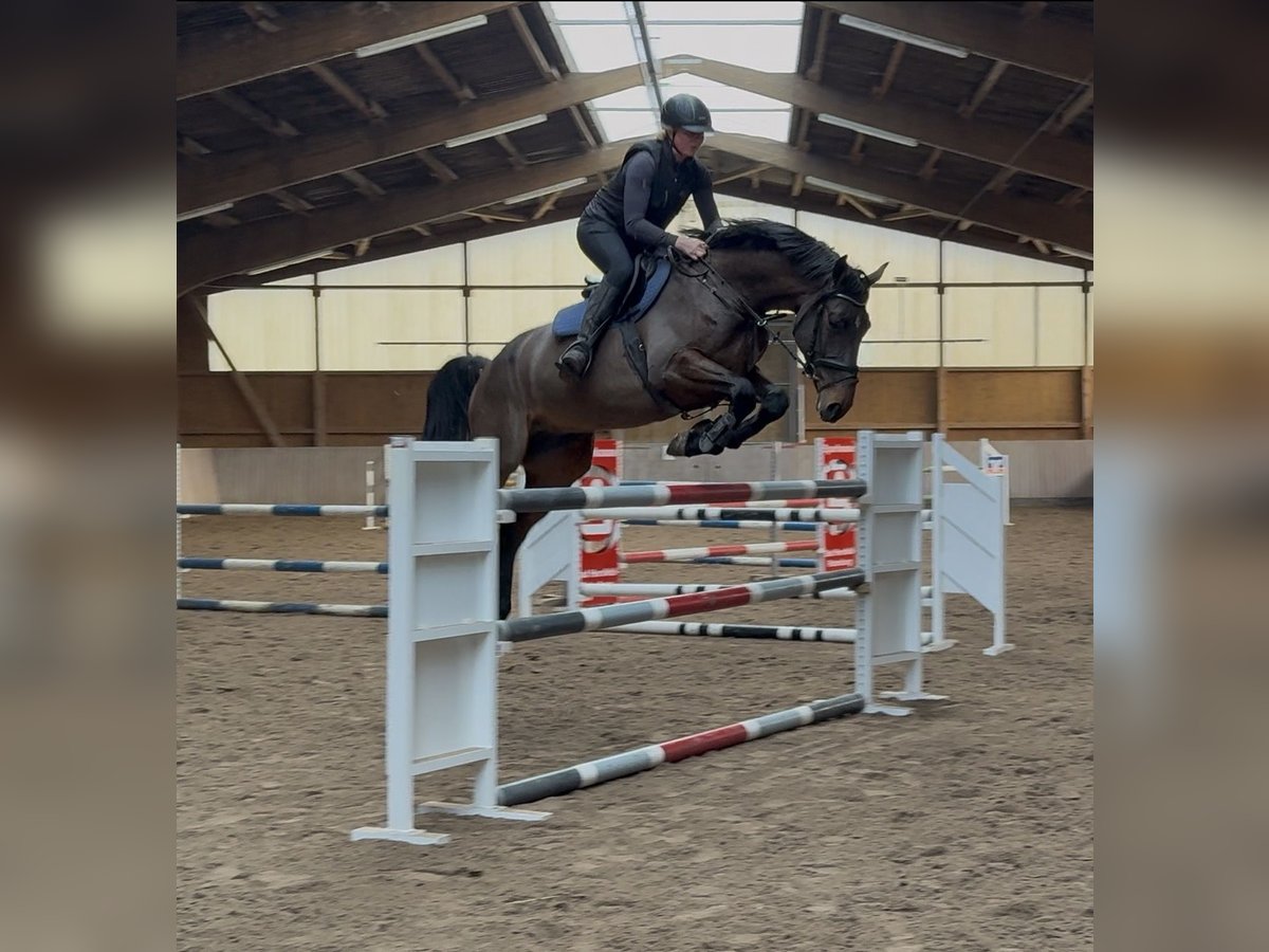 Holstein Gelding 5 years 16,2 hh Bay-Dark in Ludwigsau