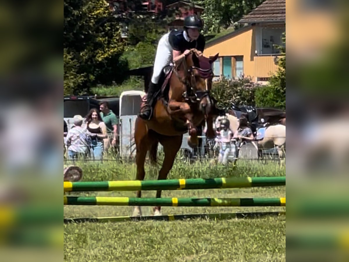 Holstein Gelding 5 years 16,2 hh Bay-Dark in Ludwigsau