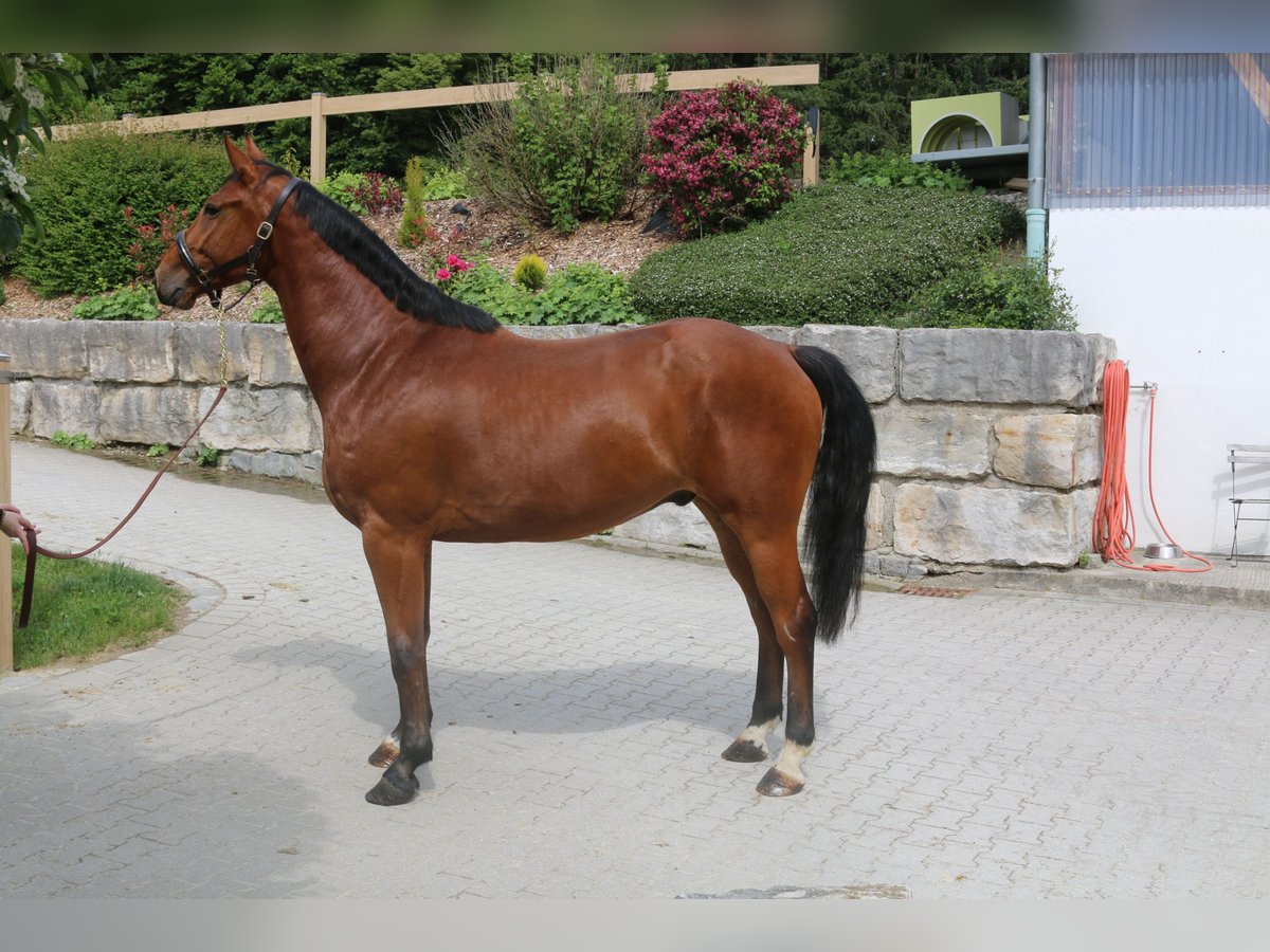 Holstein Gelding 5 years 16,2 hh Brown-Light in Erharting