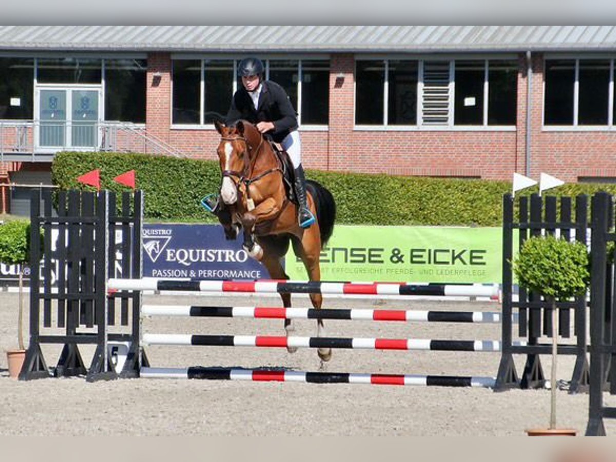 Holstein Gelding 5 years 16,2 hh Brown in Hochdonn