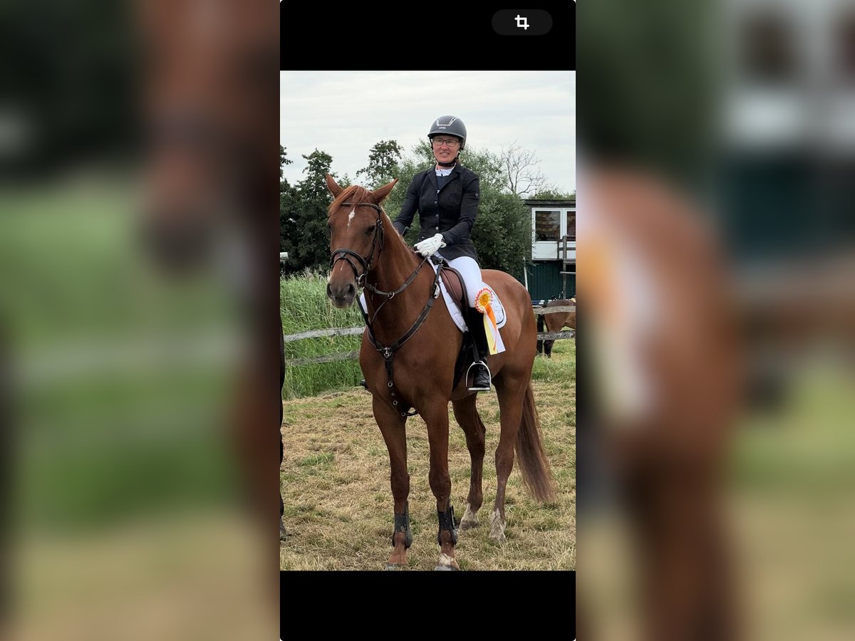 Holstein Gelding 5 years 16,2 hh Chestnut-Red in Cuxhaven