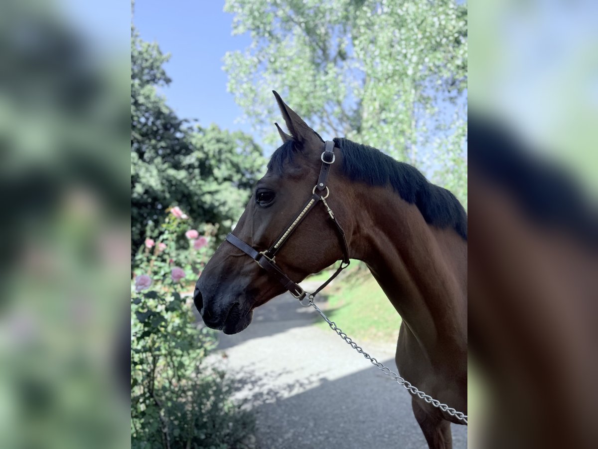 Holstein Gelding 5 years 16,2 hh Chestnut in Winkel