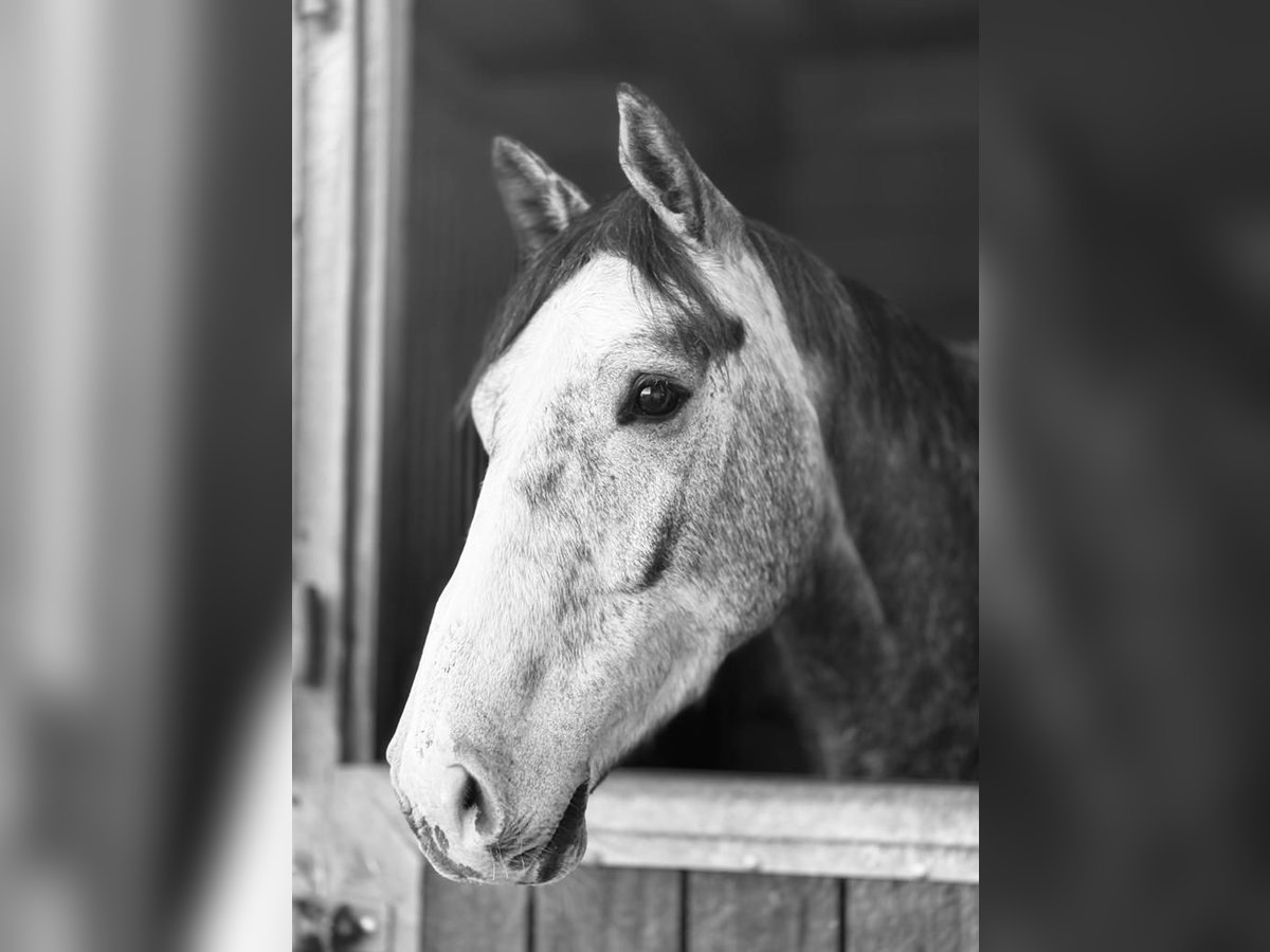 Holstein Gelding 5 years 16,2 hh Gray-Dapple in Sinsheim