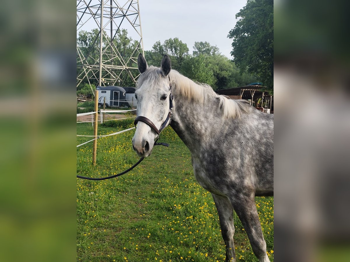 Holstein Gelding 5 years 16,2 hh Gray in L&#xF6;rrach