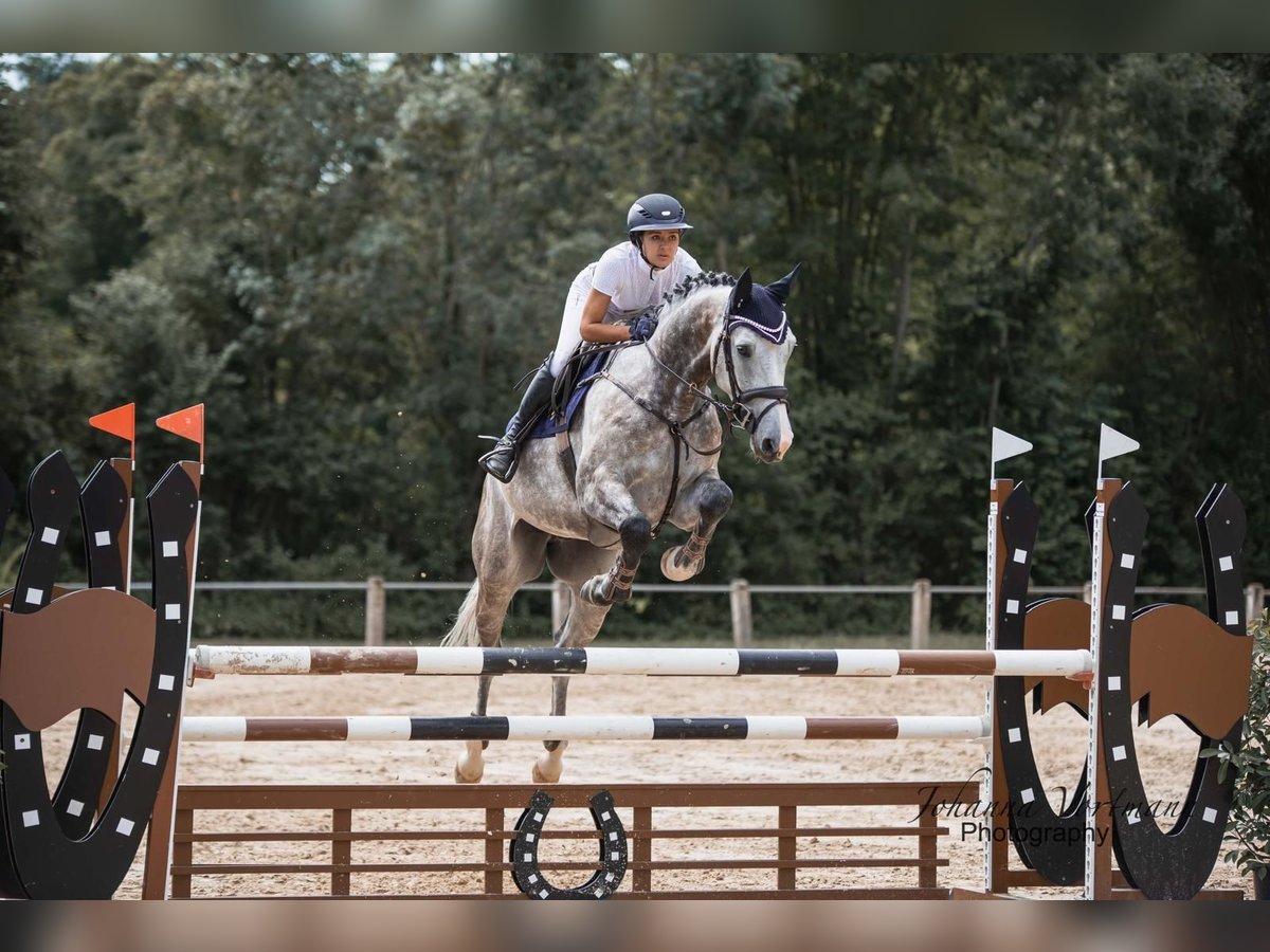 Holstein Gelding 5 years 16,2 hh Grey-Dapple in Sinsheim