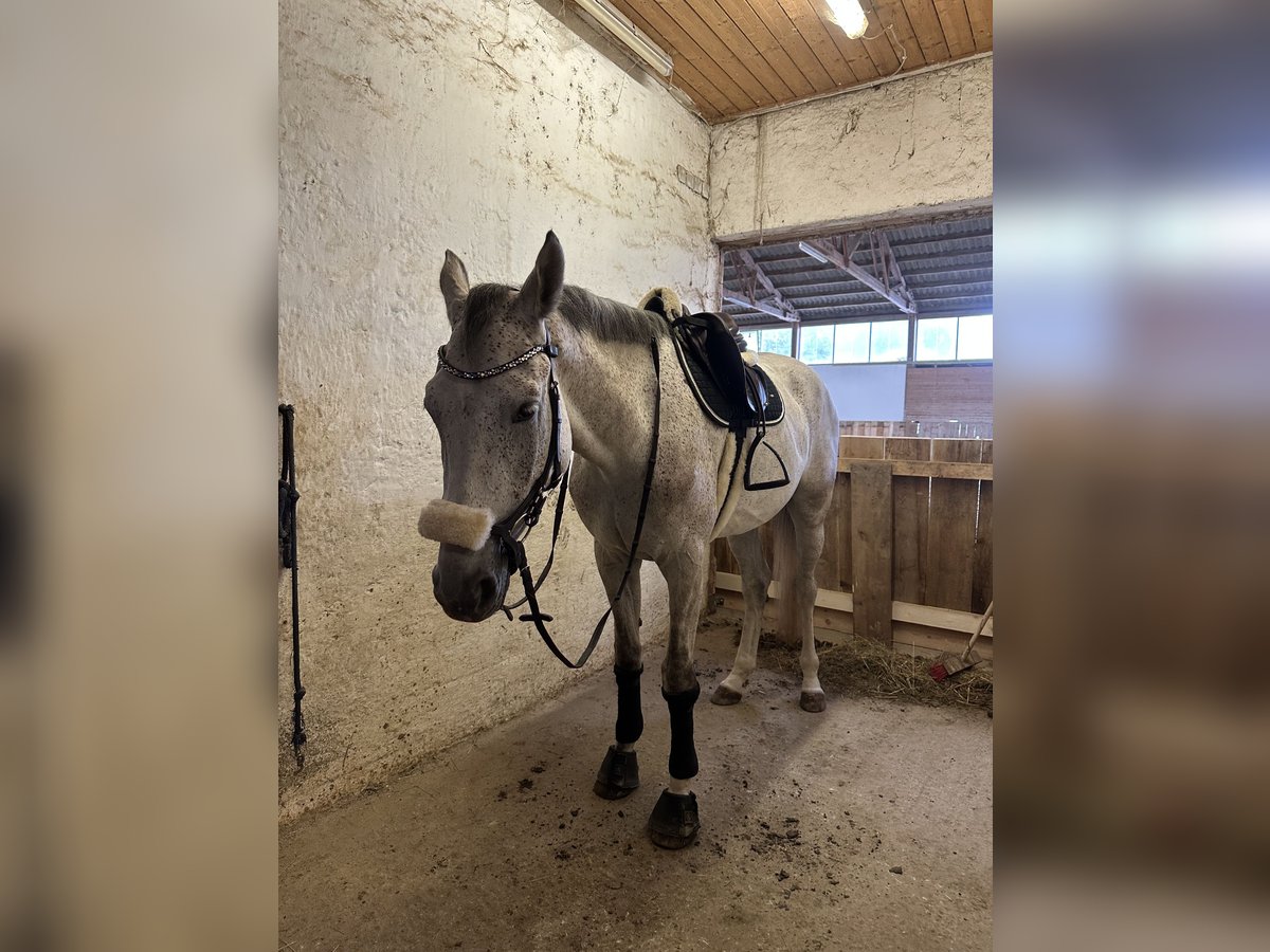Holstein Gelding 5 years 16,2 hh Grey-Fleabitten in Tulln Holstein Gelding 5 years 16,2 hh Grey-Fleabitten in Tulln