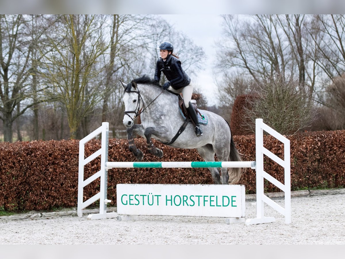 Holstein Gelding 5 years 16,2 hh Grey in Zossen