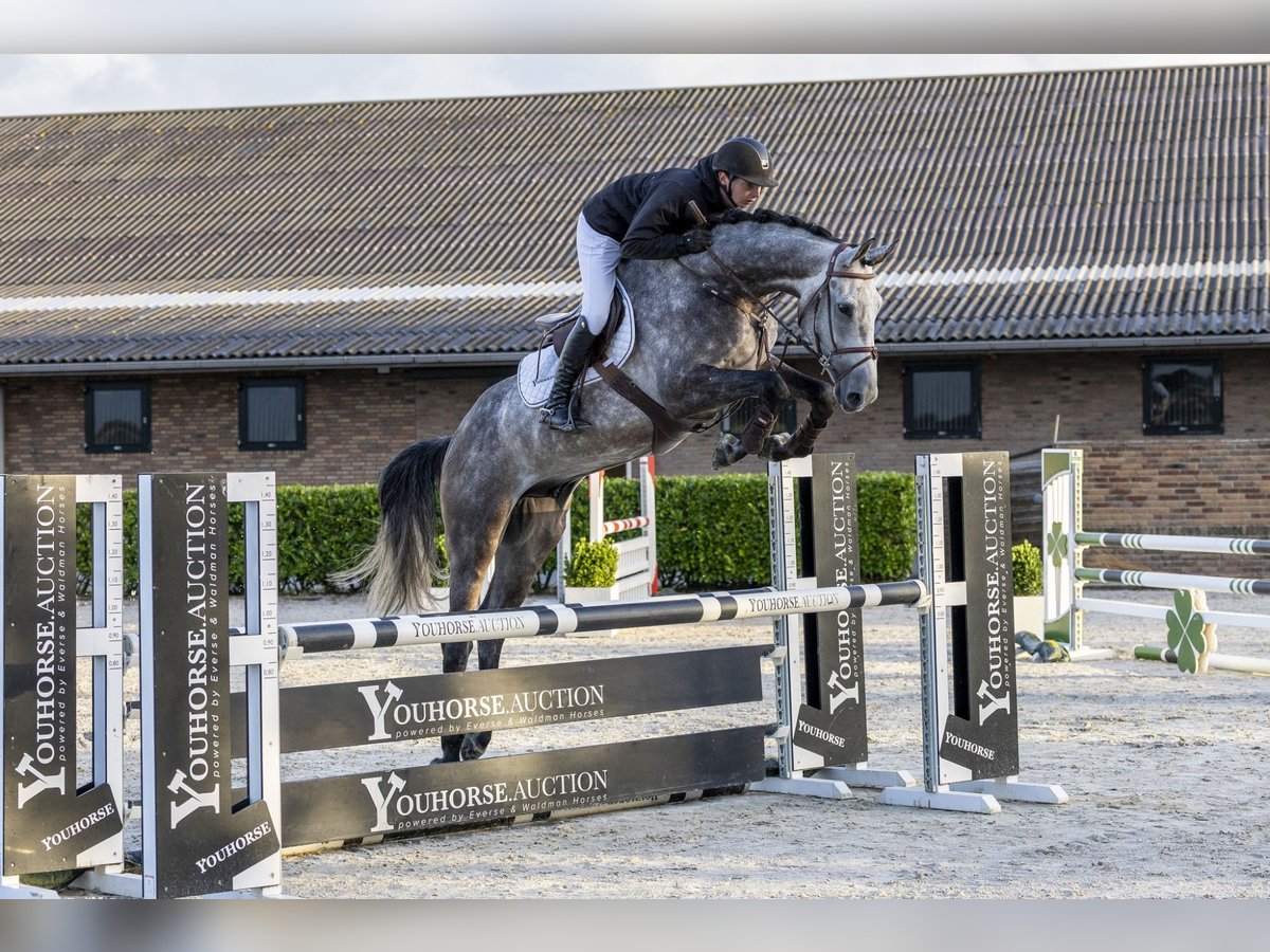 Holstein Gelding 5 years 16,3 hh Grey in Waddinxveen