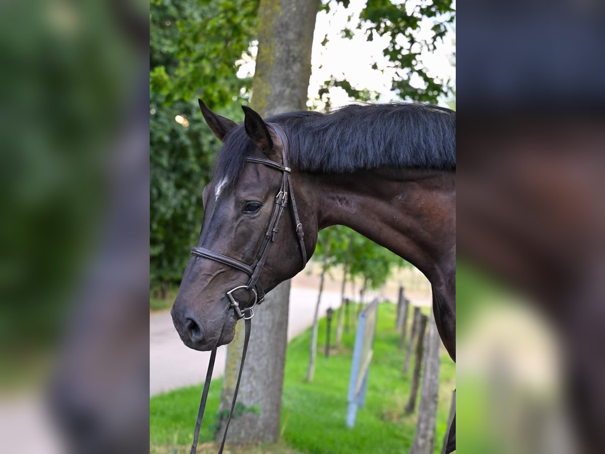 Holstein Gelding 5 years 17 hh Black in Neuss