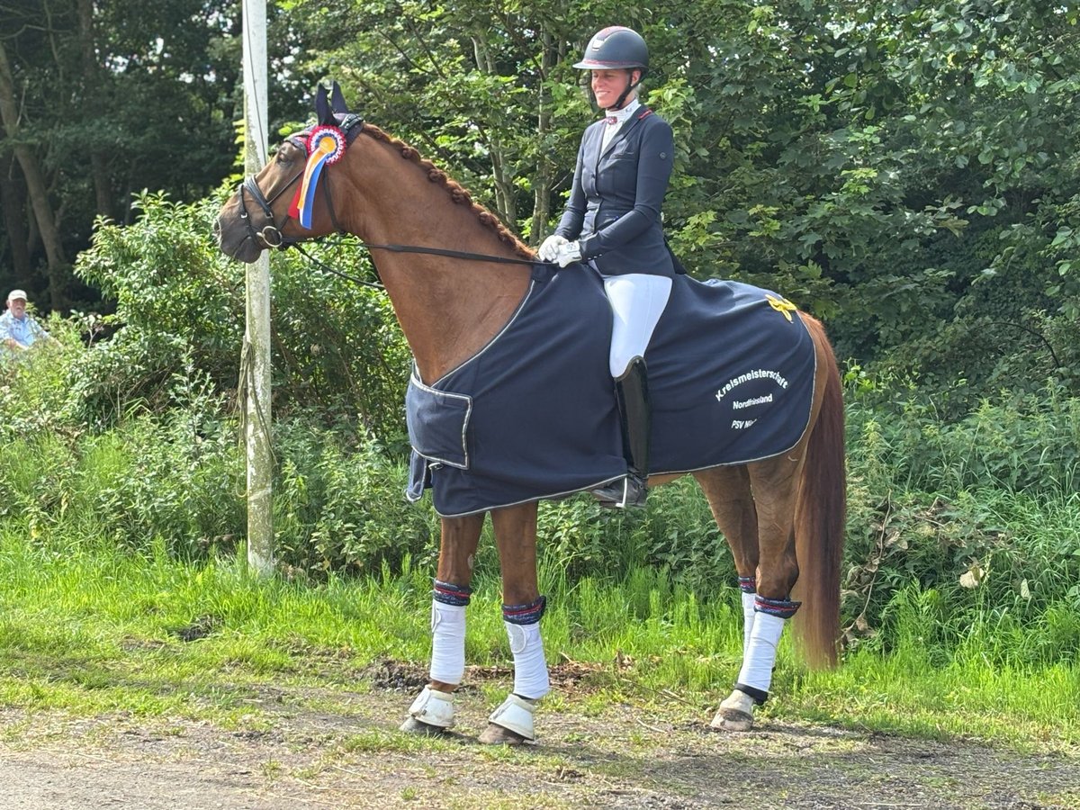 Holstein Gelding 5 years 17 hh Chestnut-Red in Achtrup