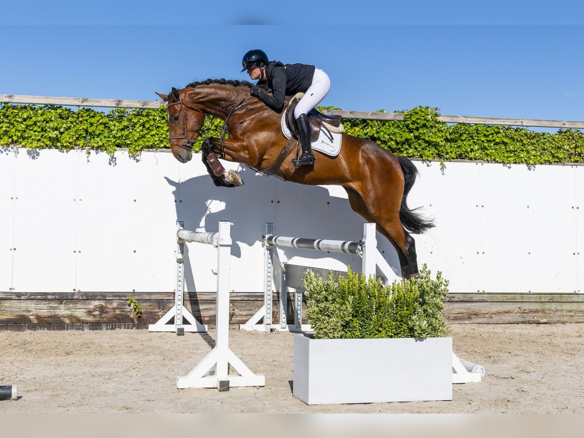 Holstein Gelding 5 years 17,1 hh Brown in Waddinxveen