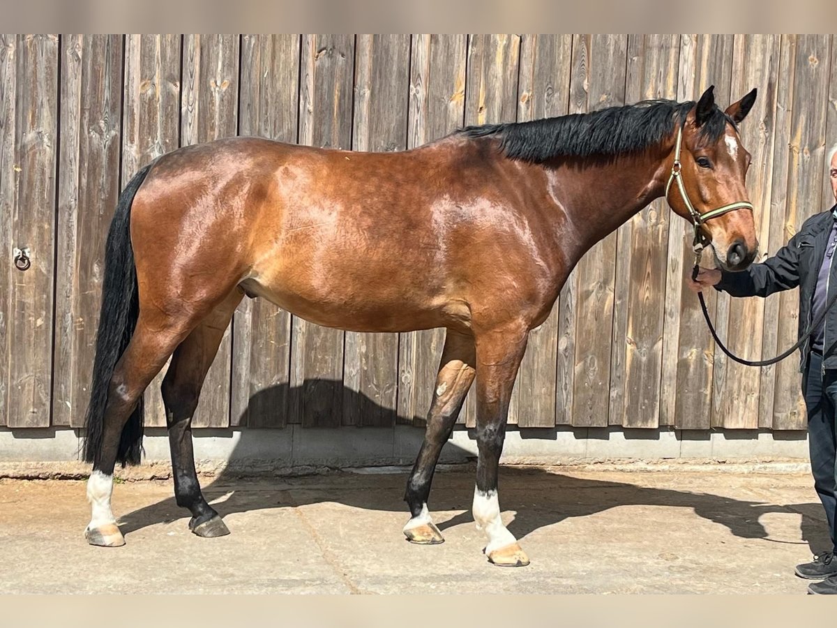 Holstein Gelding 5 years Brown in Butzbach Holstein Gelding 5 years Brown in Butzbach