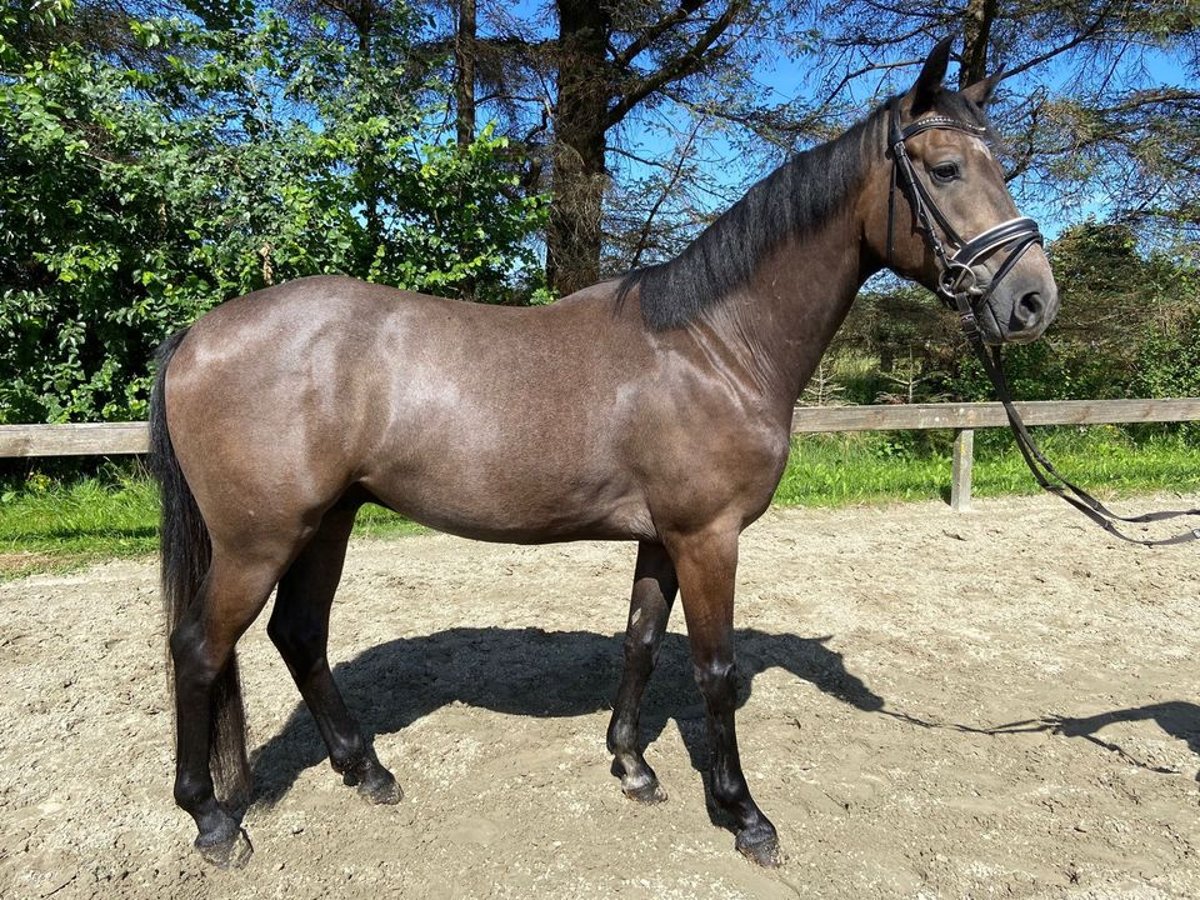 Holstein Gelding 6 years 15,2 hh Gray in Süderlügum