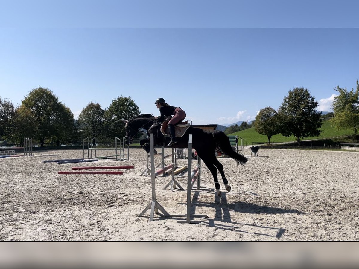 Holstein Mix Gelding 6 years 16,1 hh Bay-Dark in Velenje