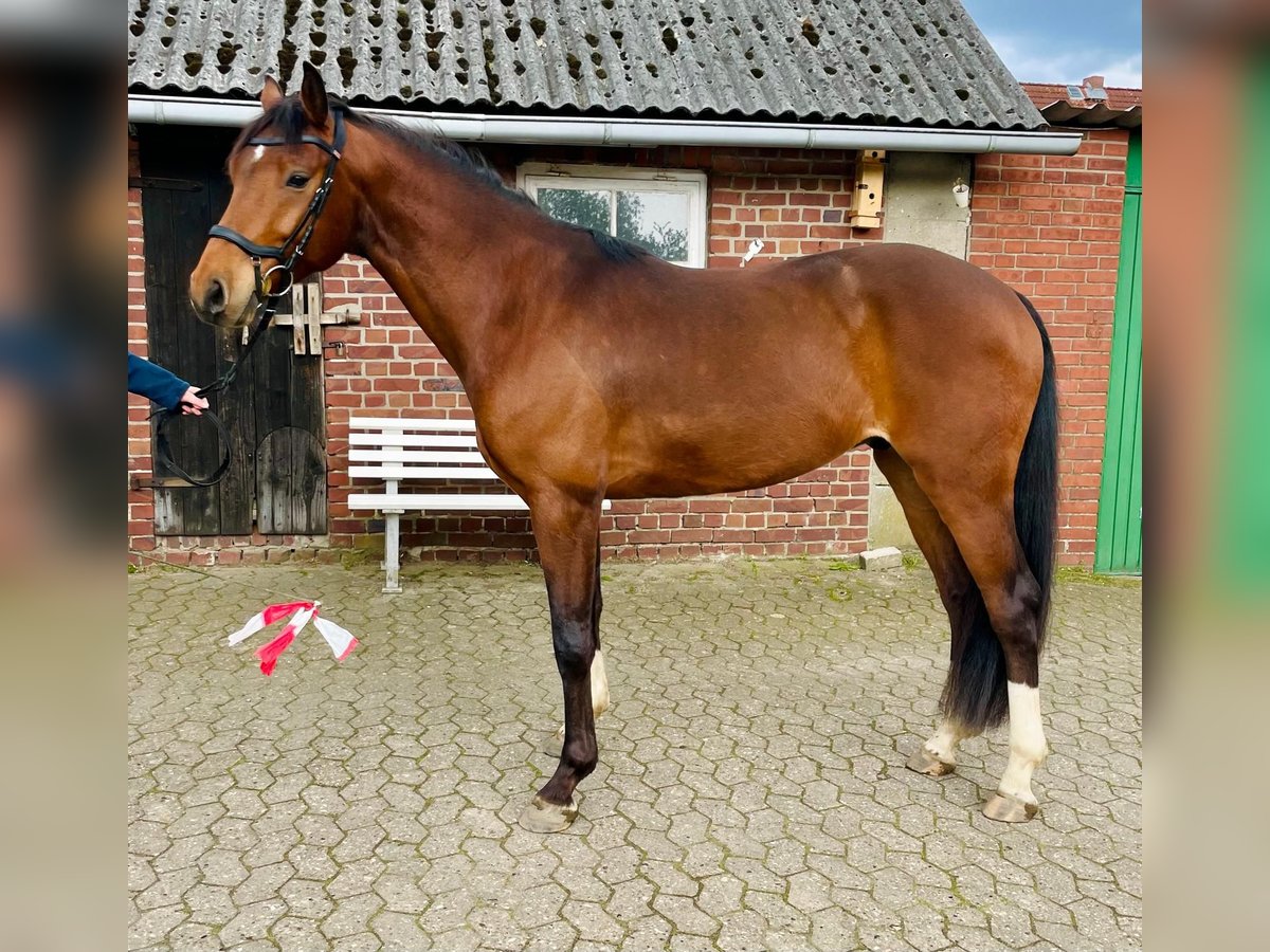 Holstein Gelding 6 years 16,1 hh Brown in Jork