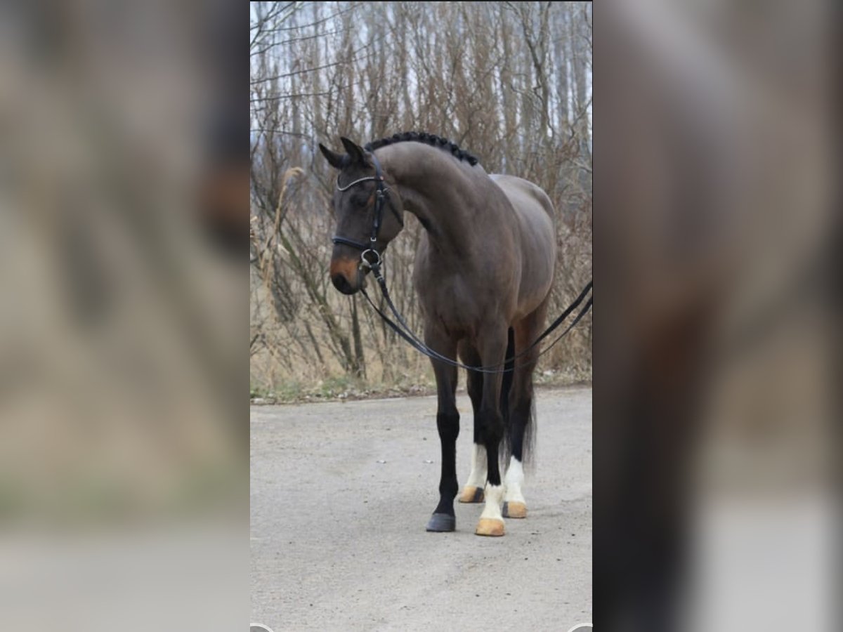 Holstein Gelding 6 years 16,2 hh Bay-Dark in Wikon