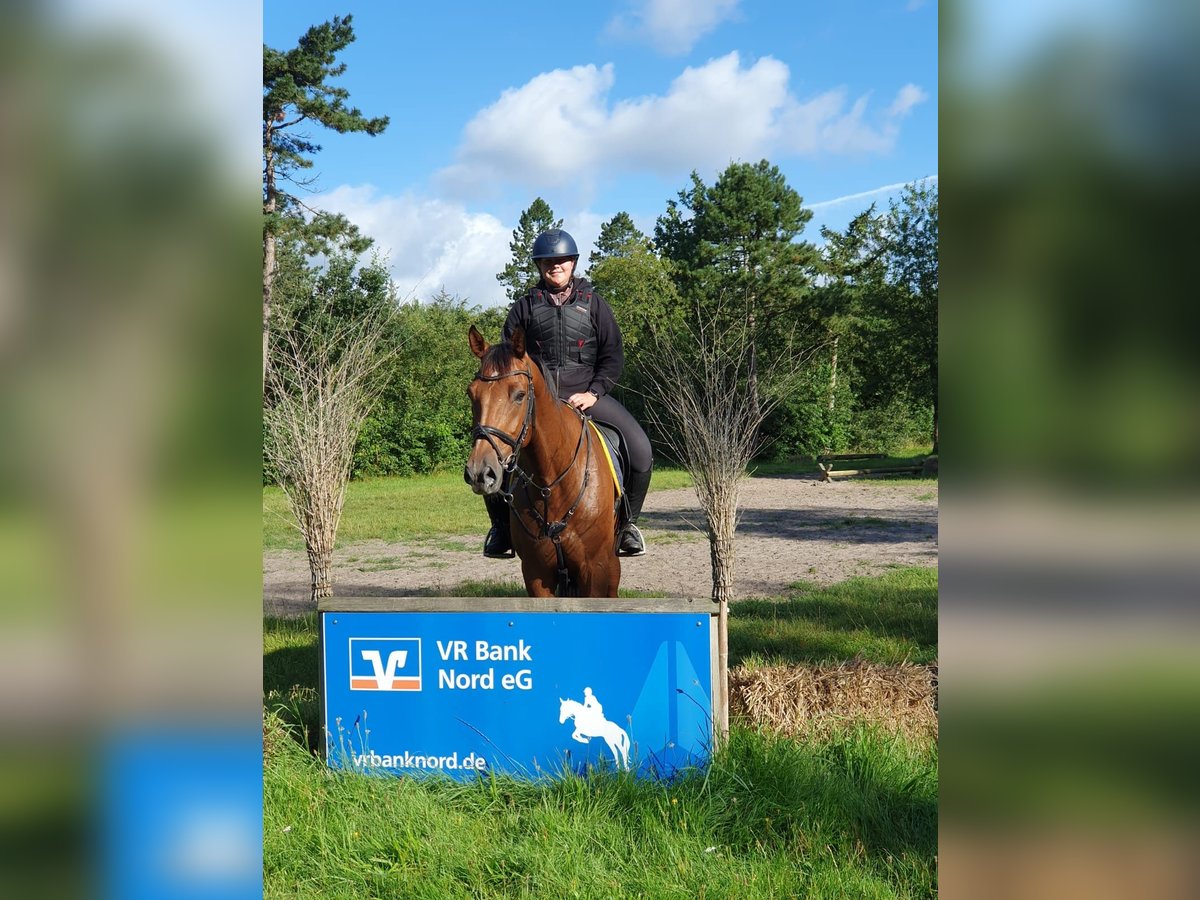 Holstein Gelding 6 years 16,2 hh Brown in Löwenstedt