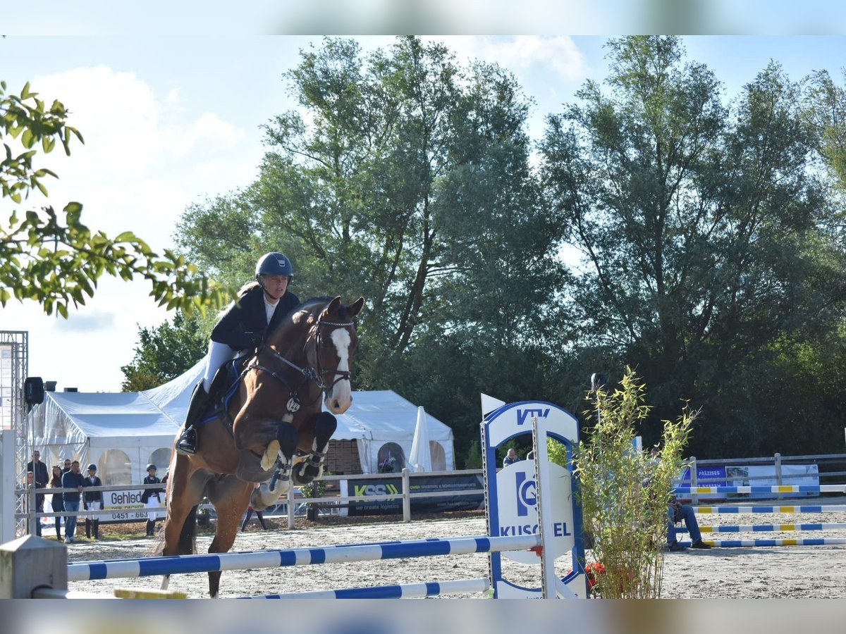 Holstein Gelding 6 years 16,2 hh Brown in Schulendorf