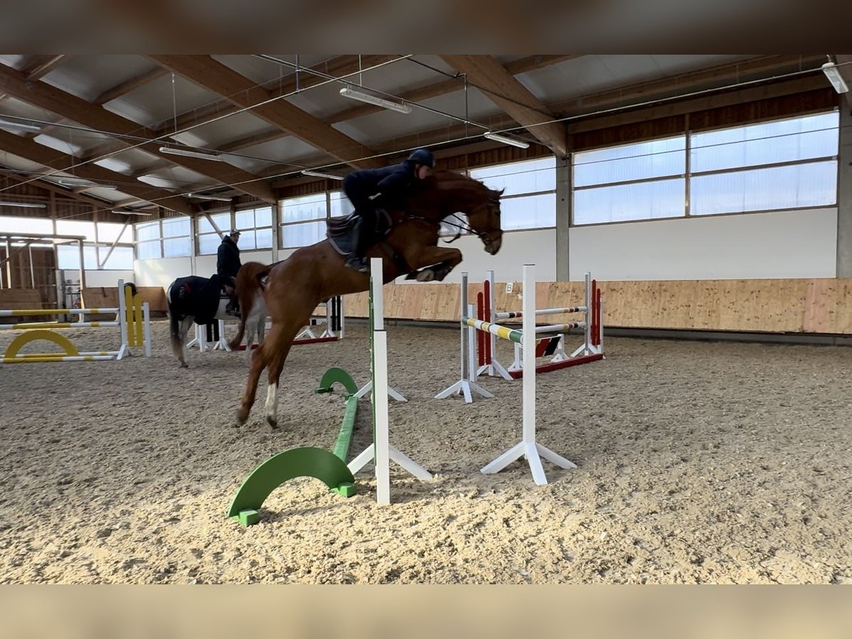 Holstein Gelding 6 years 16,3 hh Chestnut-Red in Erharting