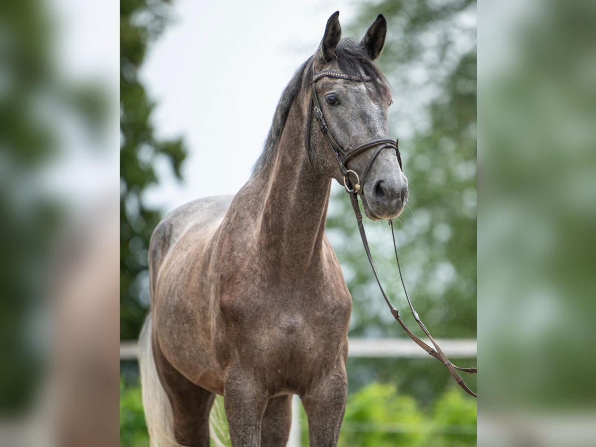 Holstein Gelding 6 years 16,3 hh Gray in St.Stefan/R