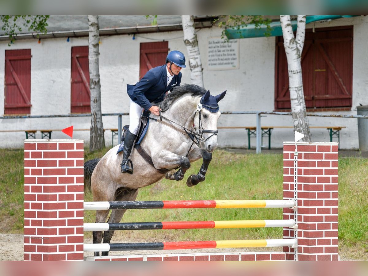 Holstein Gelding 6 years 16,3 hh Gray in Treuen