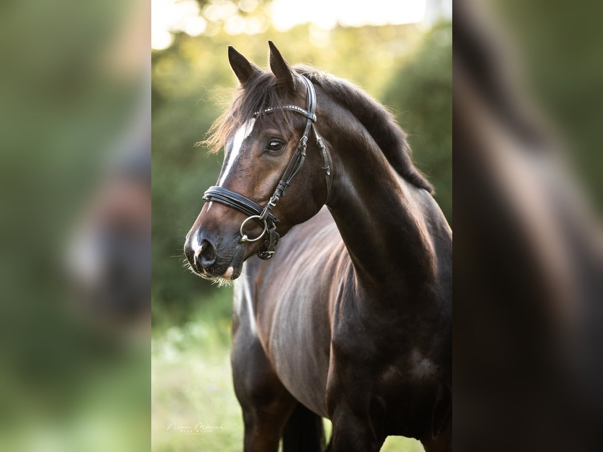 Holstein Gelding 6 years 16 hh Brown in Szigethalom