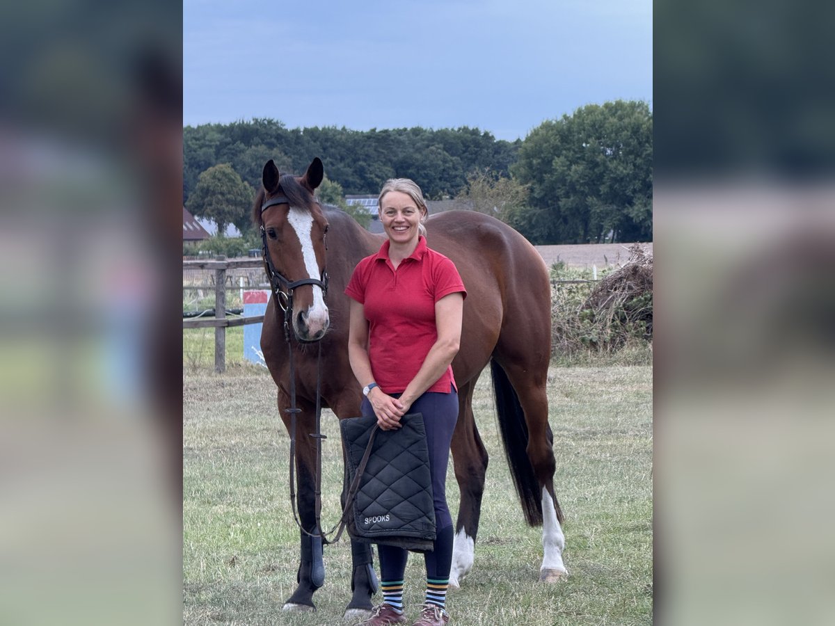 Holstein Gelding 6 years 16 hh Brown in Verden (Aller)Verden
