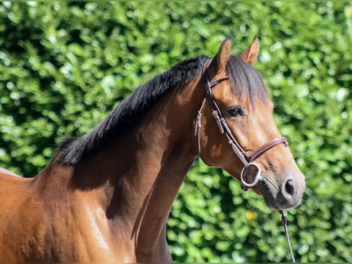 Holstein Gelding 6 years 16 hh Brown in Warstein