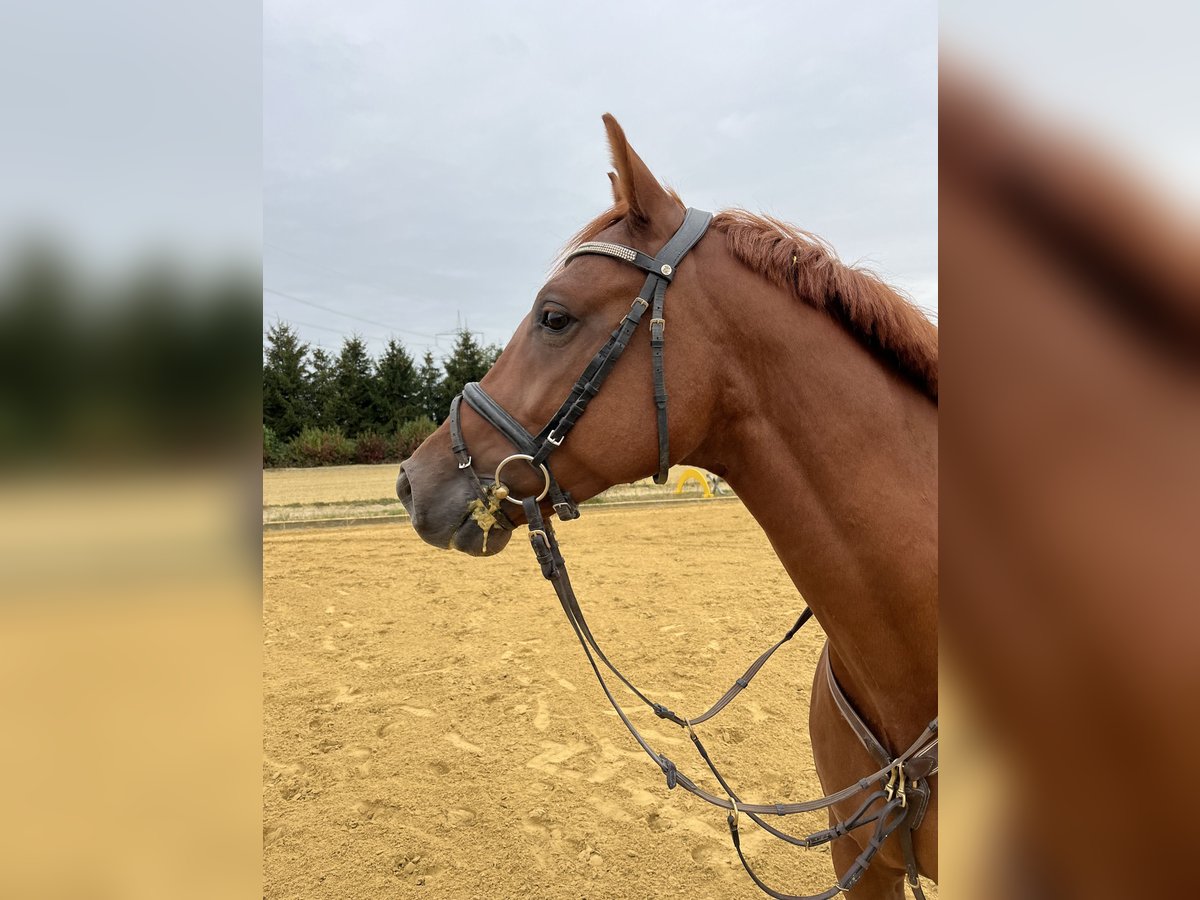 Holstein Gelding 6 years 16 hh Chestnut-Red in Borchen