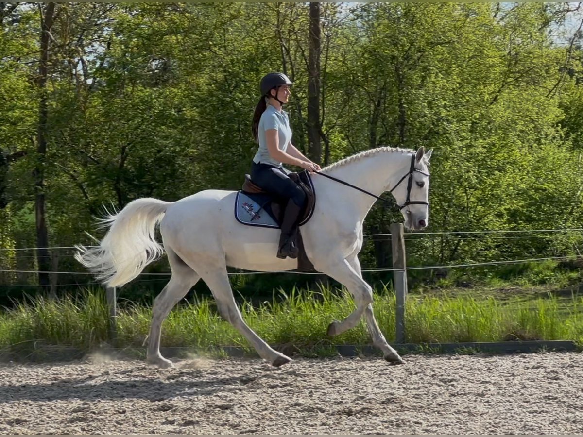 Holstein Gelding 6 years 16 hh Gray in Papenhagen