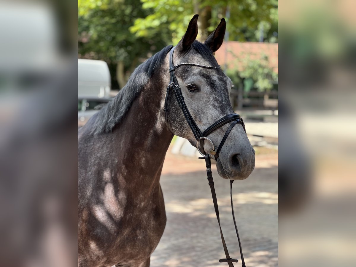 Holstein Gelding 6 years 16 hh Gray in Holdorf