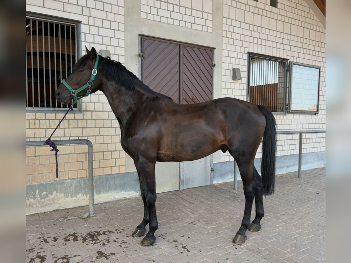 Holstein Gelding 6 years 16,1 hh Bay-Dark in Reddelich