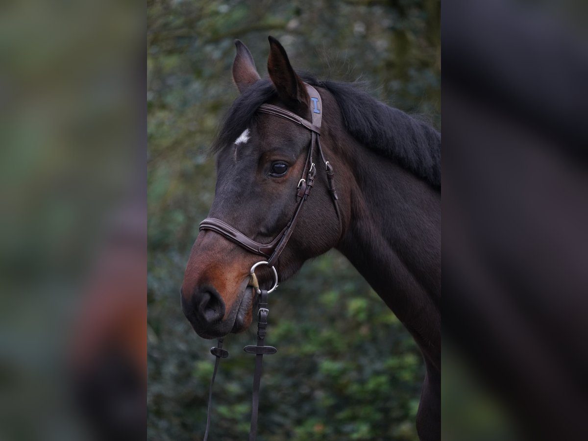 Holstein Gelding 6 years 16,1 hh Brown in Horstmar