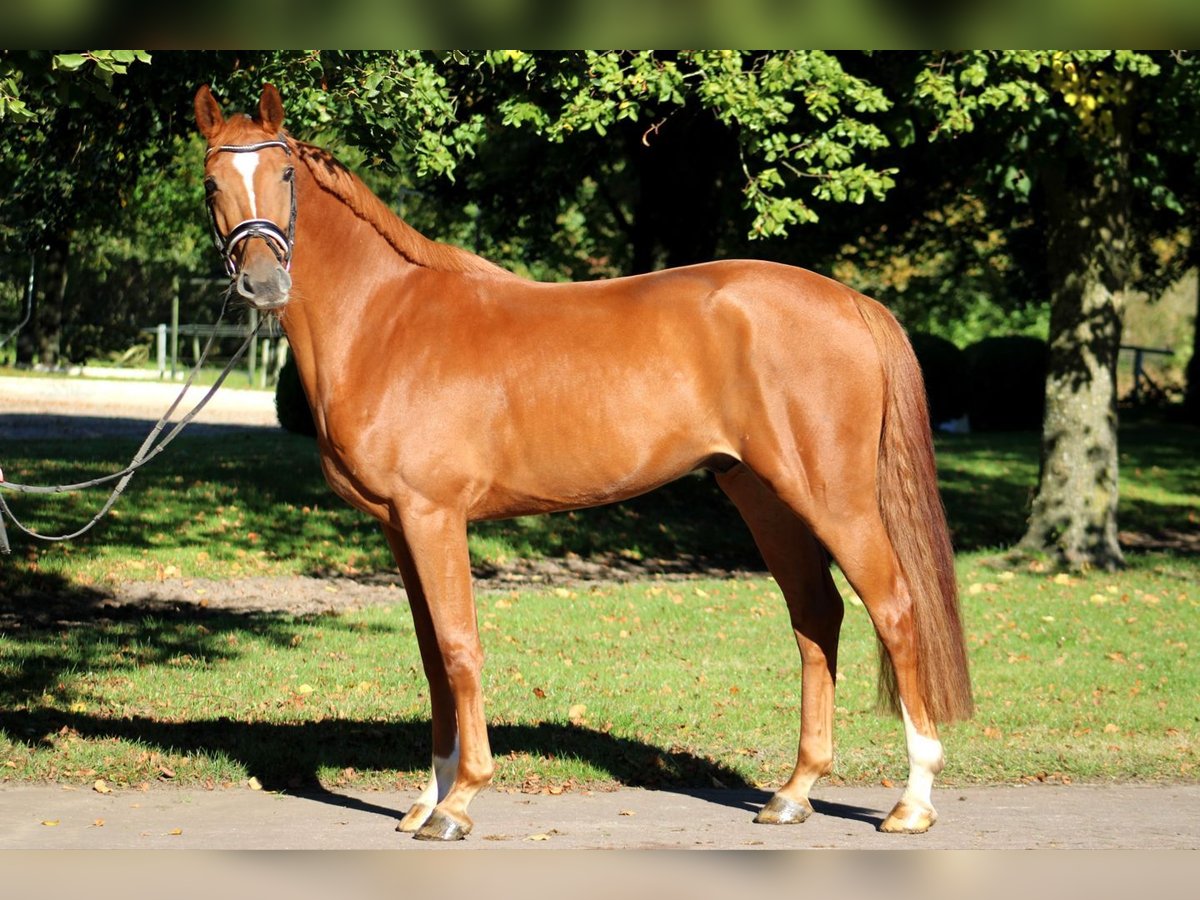 Holstein Gelding 6 years 16,1 hh Chestnut-Red in Kecskem&#xE9;t