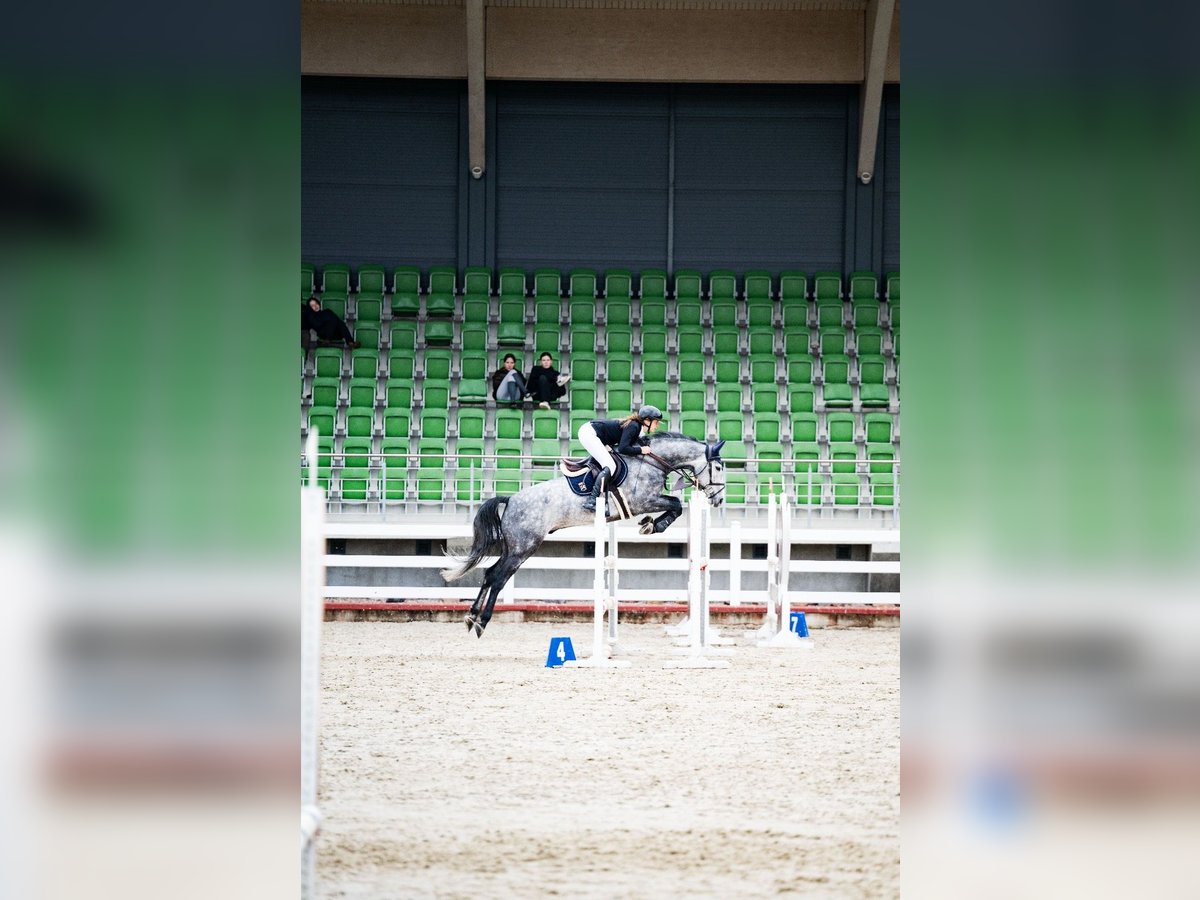 Holstein Gelding 6 years 16,1 hh Gray in Balkasodis, Alytus region