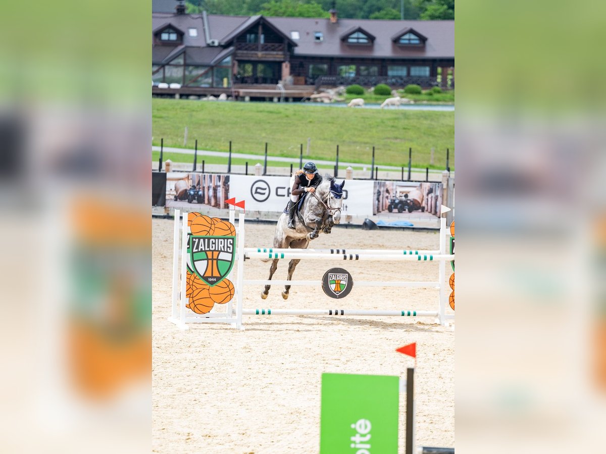 Holstein Gelding 6 years 16,1 hh Grey in Balkasodis, Alytus region