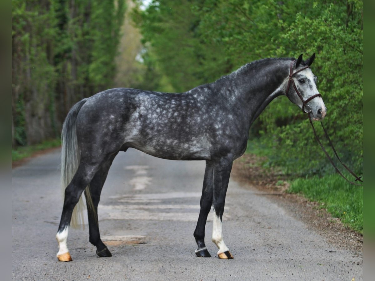 Holstein Gelding 6 years 16,1 hh Grey in Budapest