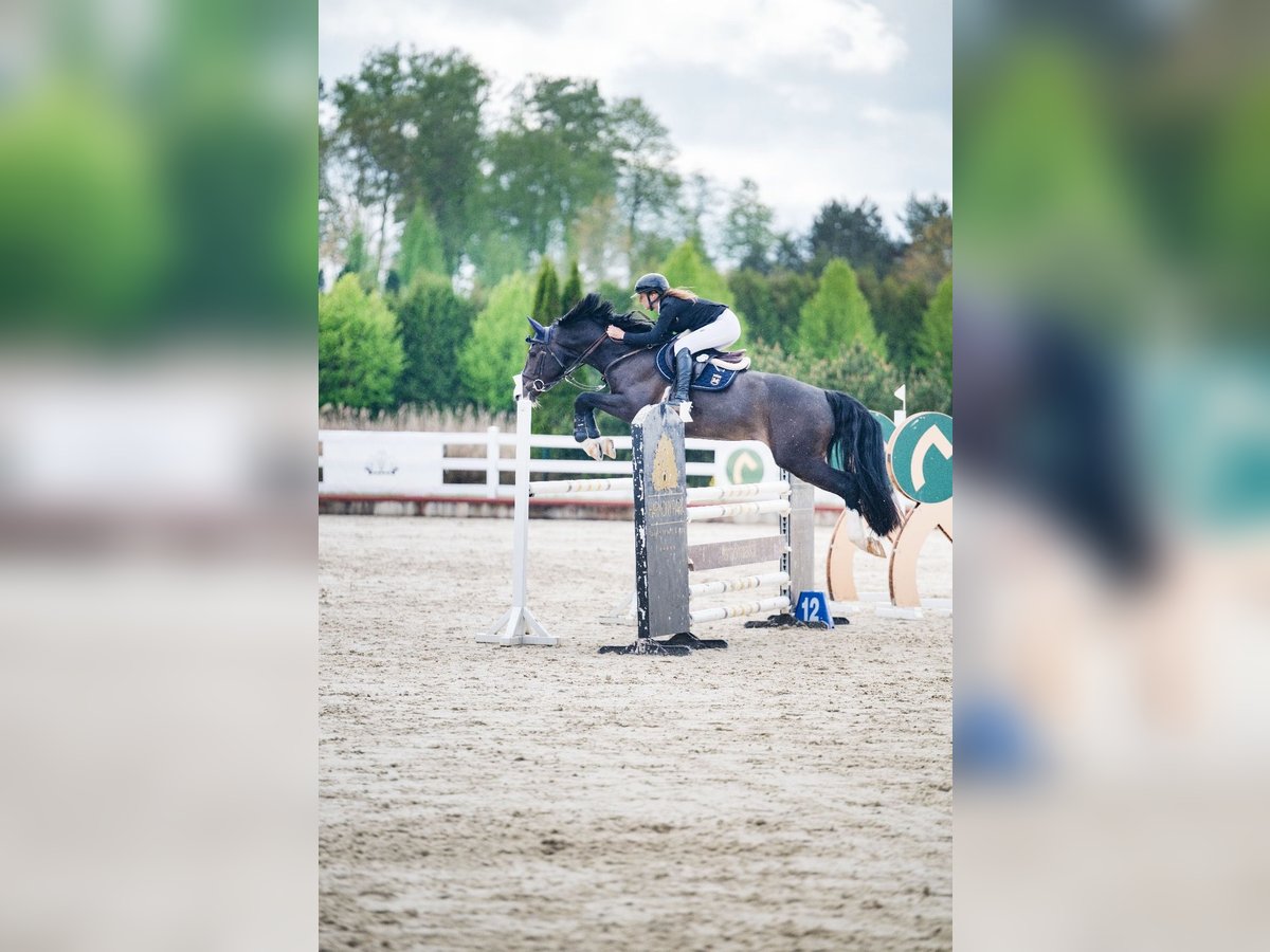 Holstein Gelding 6 years 16,2 hh Bay-Dark in Balkasodis, Alytus region