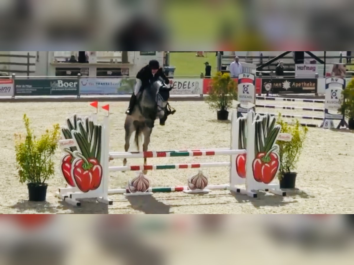 Holstein Gelding 6 years 16,2 hh Gray in Celle