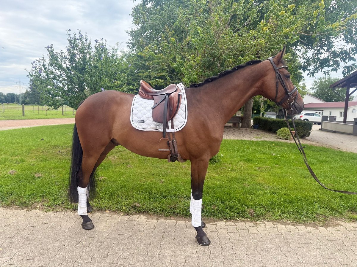 Holstein Gelding 6 years 16,2 hh in Gundelfingen