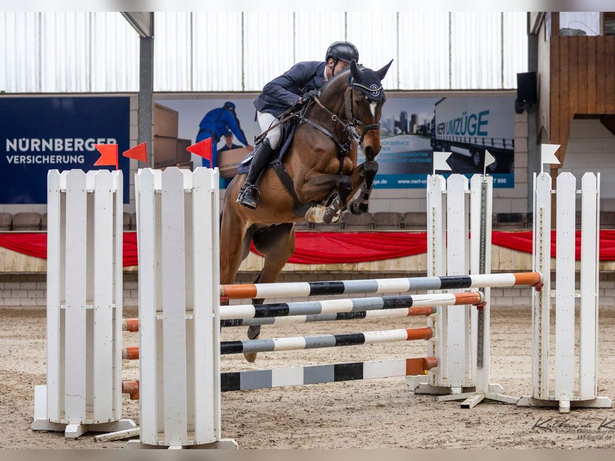 Holstein Gelding 6 years 16,3 hh Brown in Riedstadt