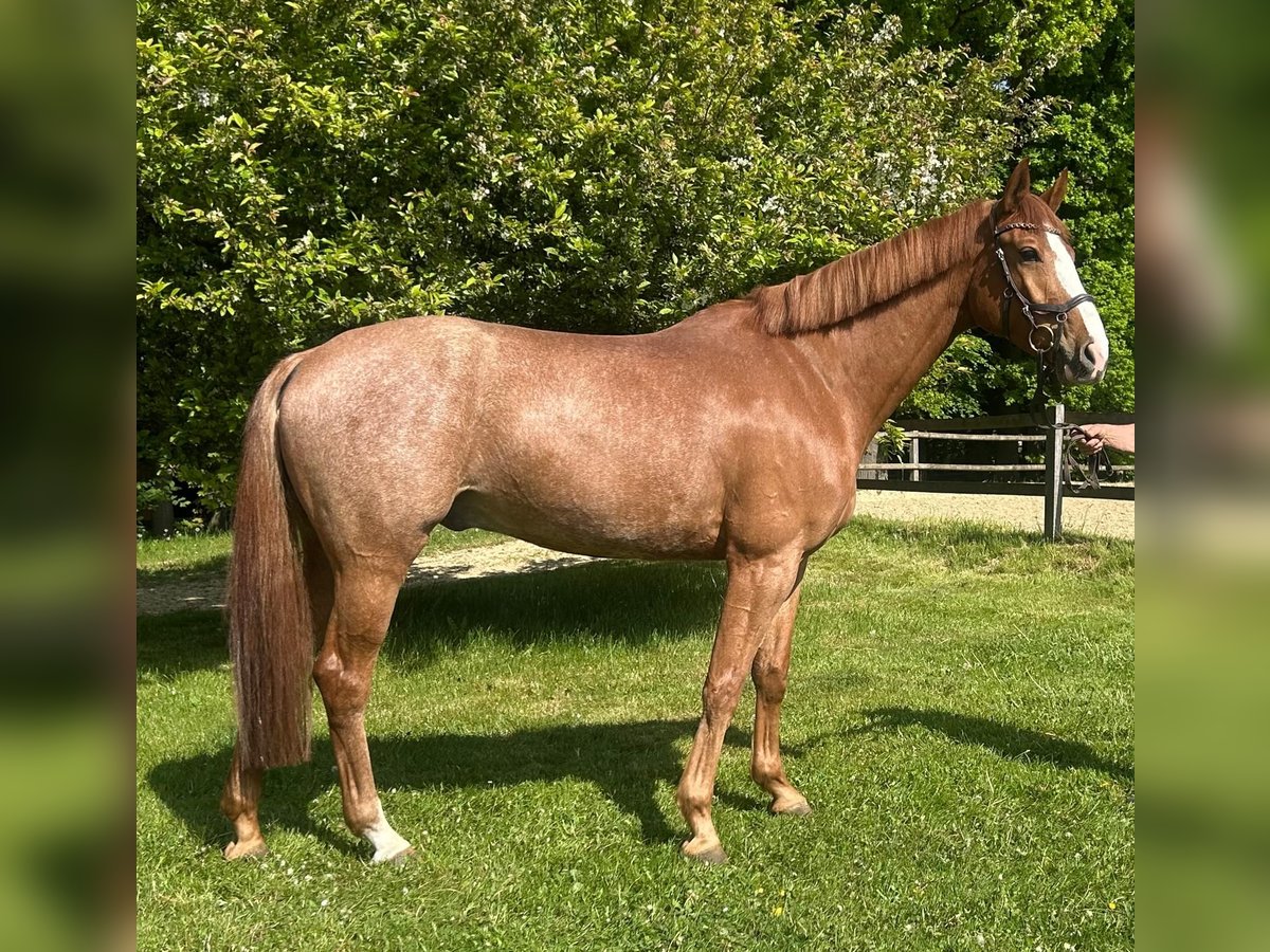 Holstein Gelding 6 years 16,3 hh Chestnut-Red in Steinburg