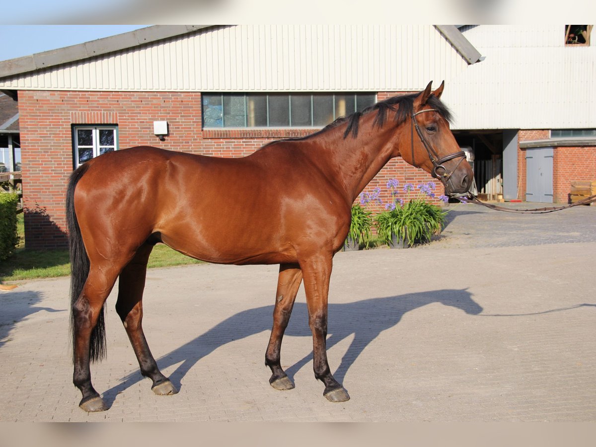 Holstein Gelding 6 years 17,1 hh Brown in Borsfleth