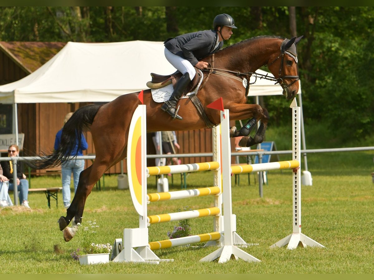 Holstein Gelding 6 years 17,2 hh Brown in Hamburg