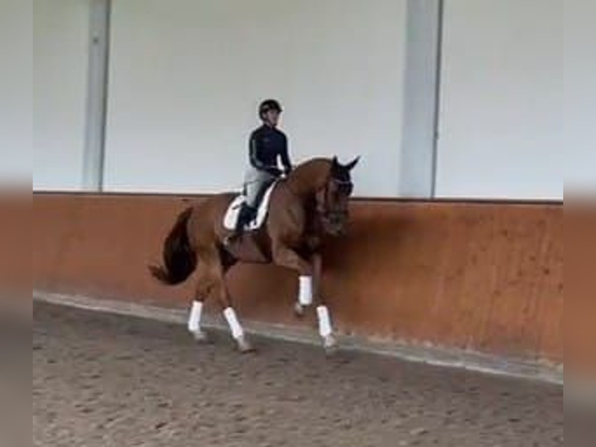 Holstein Gelding 6 years 17,2 hh Chestnut-Red in Tangstedt