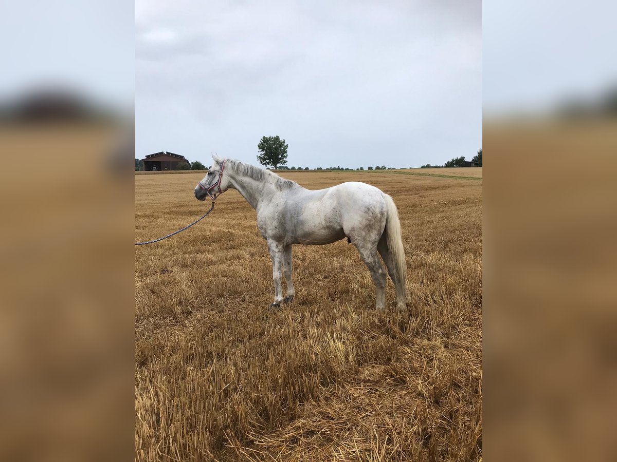 Holstein Gelding 6 years 17 hh Gray in Walzbachtal